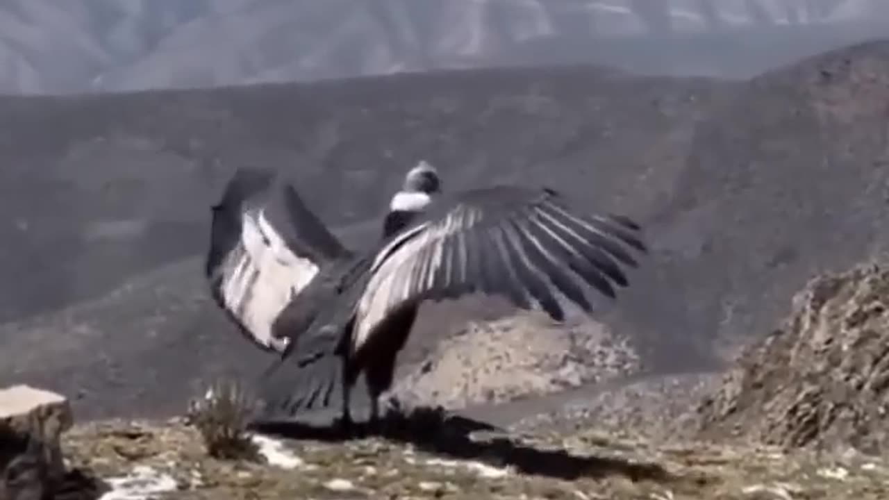 Condor release from zoo
