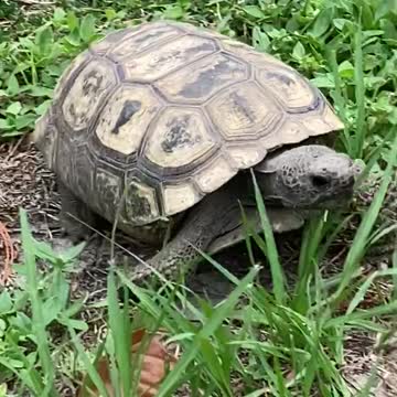 Adorable Gopher turtle