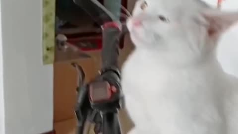 Stray cat grows up and wants to take over my bike.