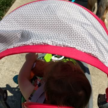 A baby walking his dogs