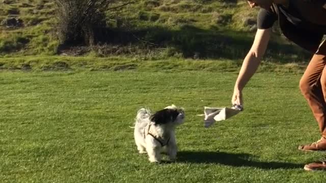 White dog dance "fights" with owner's towel on grass