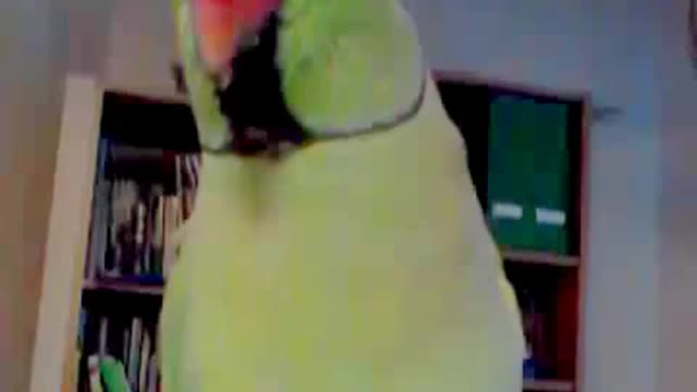 Parrot whistles and dances and talking funny beautiful Parrot