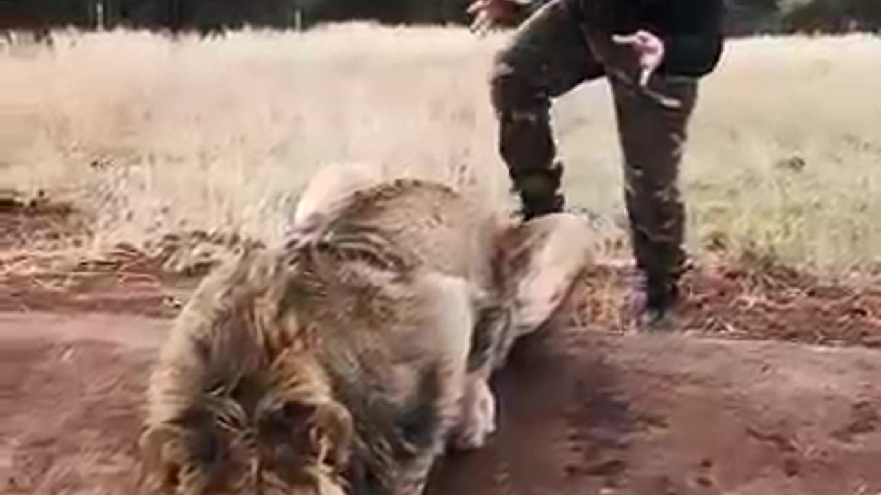 Scaring a Lion
