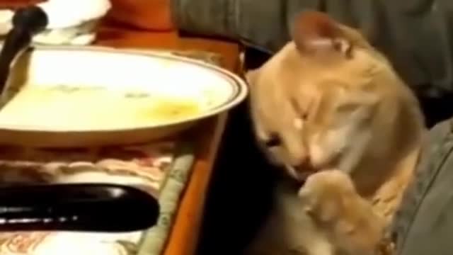 Funny Animal Videos- Cat Stealing Food from Owner