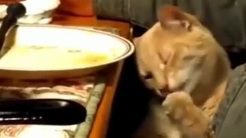 Funny Animal Videos- Cat Stealing Food from Owner