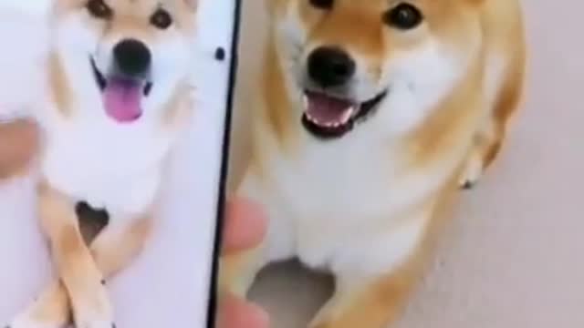 Cutest dog video ever seen | cute dogs | funny videos