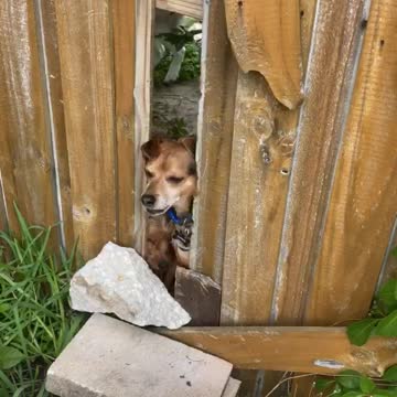 Dogs try to escape backyard!