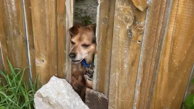 Dogs try to escape backyard!