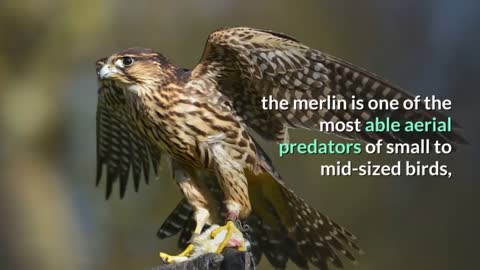 Merlin Bird Happy Learning