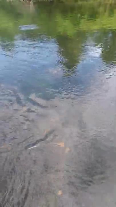 More little brook trout