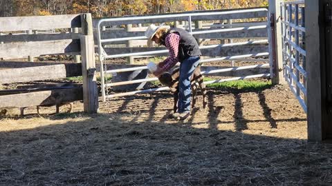 Orphan Calf Gets Feed