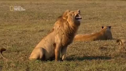 Lion funny laughing