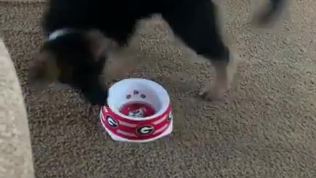 Cat playing with bowl... Just try to See food and eat......