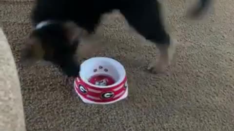 Cat playing with bowl... Just try to See food and eat......