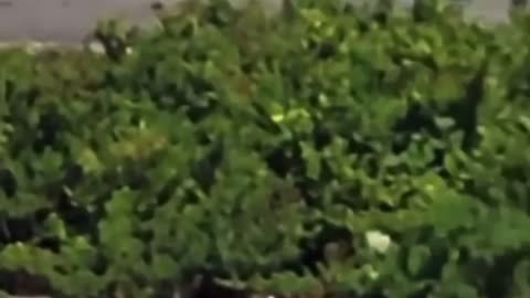 Police arresting and being arrested by a dog!😂😂