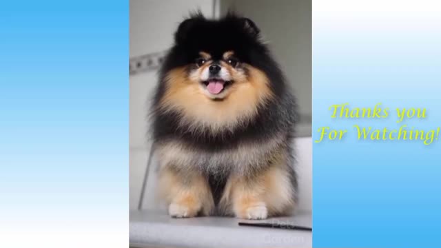 Baby dogs , cute and funny dog video Compilation