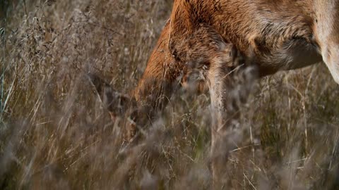 Wild roe deer graze in the tall grass