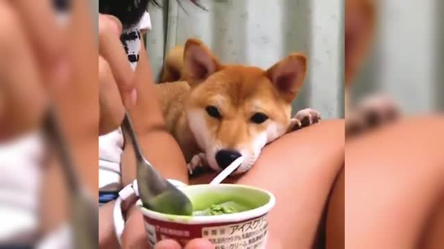 Shiba Inu wants to eat but Shiba Chai doesn't say