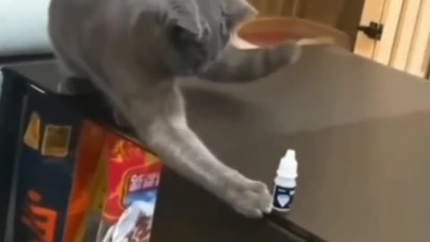 Disciplined cat following orders