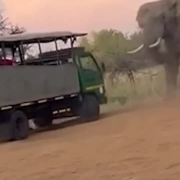 Elephant attacks tourist bus