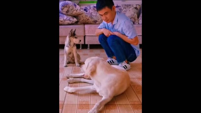 Funniest Cats and Dogs 🐱🐶 Part 24