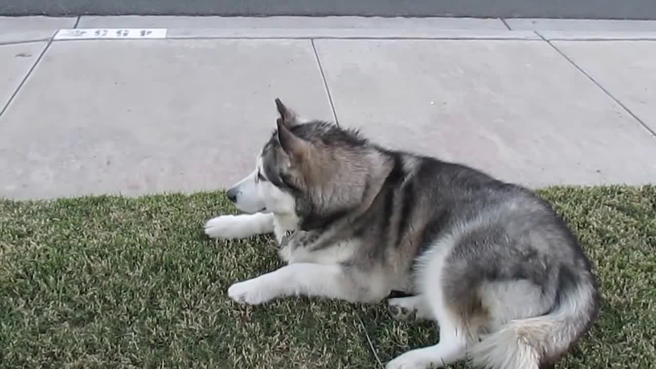 Dog say " Ice Cream" runs to truck!