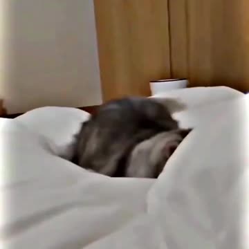 .Baby Cats - Cute and Funny Cat Videos #cat#tiktok#shorts