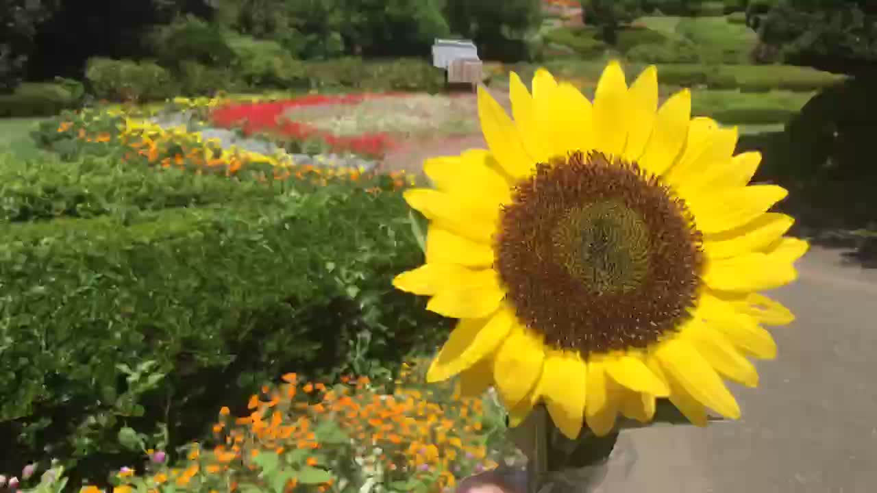 Sunflower in the flower field