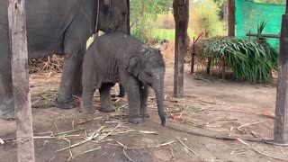 sleep 'ไม่ไหวอย่าฝืน' เมื่อพลายเลิฟง่วงนอน baby elephant