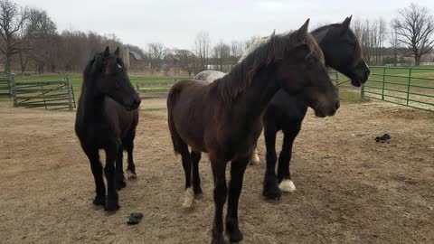 Adorable foals playing with owners glove