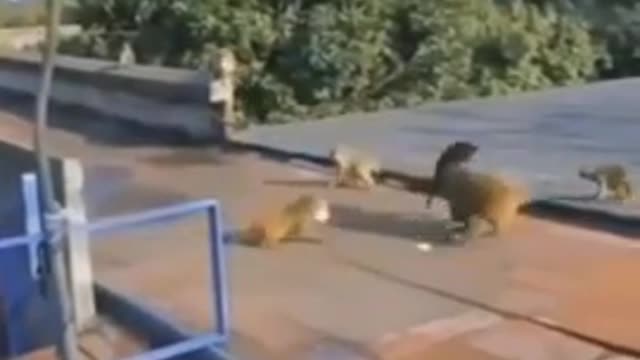 Dogs vs monkeys # dog funny video and monkey