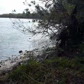 Ray "Risk" Wigdal alias "Uncle Ray" only feeds children, not Alligators.