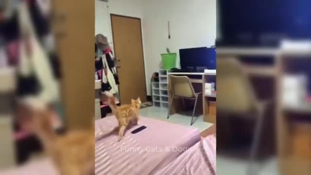 Best dogs and cats of the year 2020 to 2021