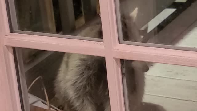 Larry The Racoon