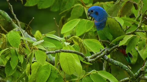 Breathtaking Colorful Birds of the Rainforest2 Part.NFeSlA