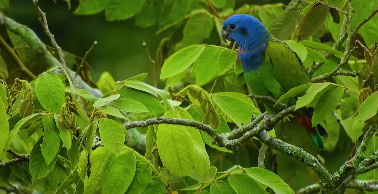 Breathtaking Colorful Birds of the Rainforest2 Part.NFeSlA