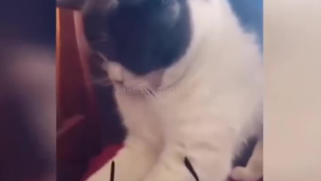 Cute cat trying to drink water from faucet and glass