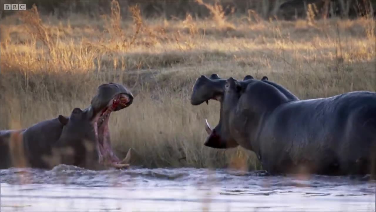 Angry Hippos Fight for Made| Natural Great Events