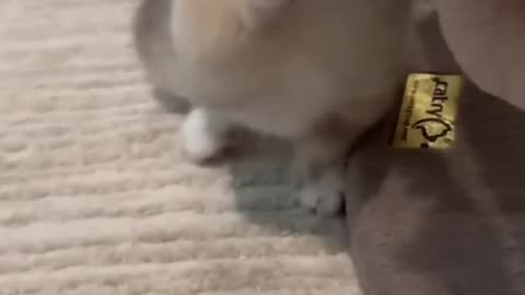 cute baby kitten