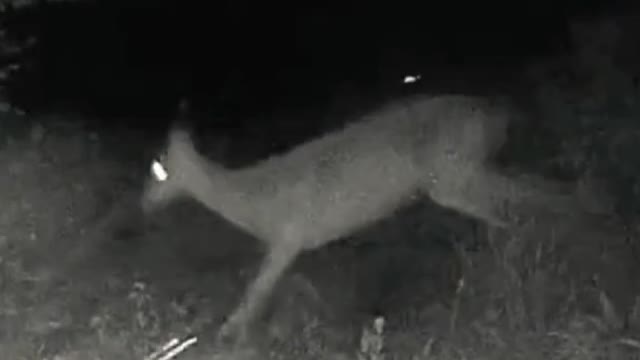 Mon deer saves her fawn from coyotes attacks at night.