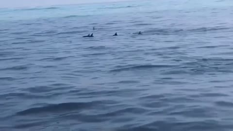 group of dolphins