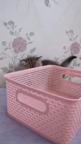 Cute Playing Baby Funny Cat