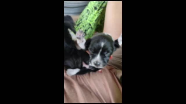 Jealous Dog Wanted To Get Her Puppy Back