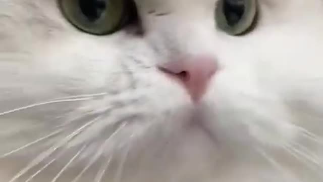 CAT FUNNY VIDEO