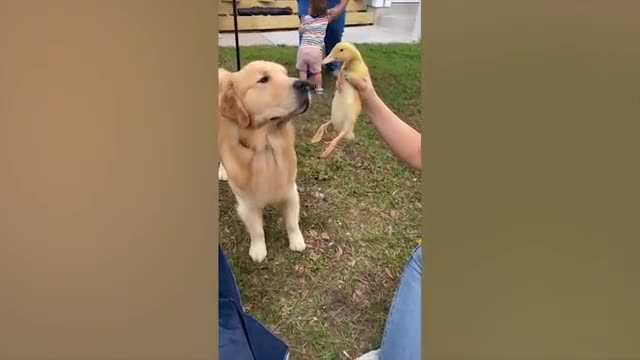 You will cry with laughter