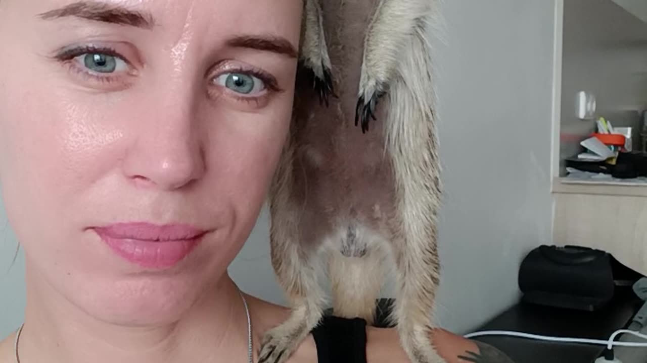 Pet Meerkat Perches On Owner's Shoulder