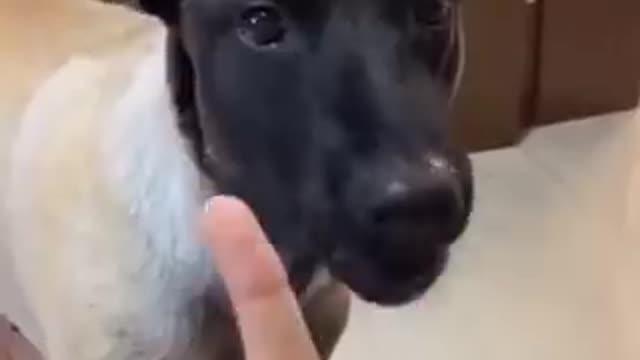 Funny Pets Part 1