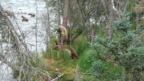 Cub Climbs a Tree