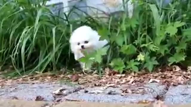 Cutest puppy ever||can you guess breed???