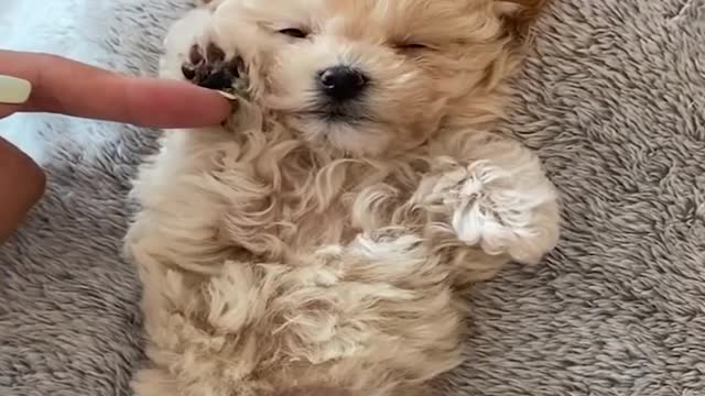 Mini Poomeranian Funny and Cumeranian Videos Funny Puppy Videos 2020